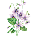 Сироп Фиалка