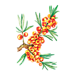 Сироп Облепиха